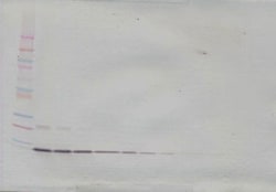 PeproTech IL-13 Polyclonal Antibody, Biotin, PeproTech , Invitrogen 25