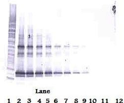 Invitrogen LIGHT Polyclonal Antibody, Biotin, PeproTech , Invitrogen 500