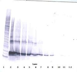 Invitrogen LIGHT Polyclonal Antibody, Biotin, PeproTech , Invitrogen 500