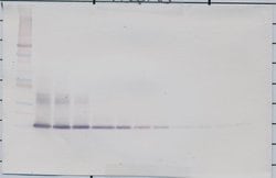 FGF1 Polyclonal Antibody, Biotin, PeproTech , Invitrogen:Antibodies:Primary