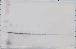 FGF1 Polyclonal Antibody, Biotin, PeproTech , Invitrogen:Antibodies:Primary