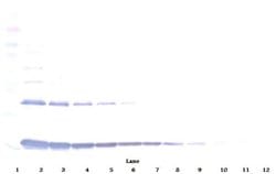 PeproTech IL-1 alpha Polyclonal Antibody, Biotin, PeproTech , Invitrogen
