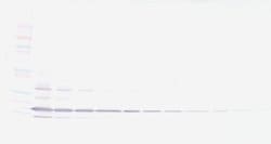 PeproTech Resistin Polyclonal Antibody, Biotin, PeproTech , Invitrogen:Antibodies:Primary