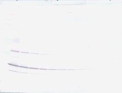 PeproTech Resistin Polyclonal Antibody, PeproTech , Invitrogen 50 &mu;g;