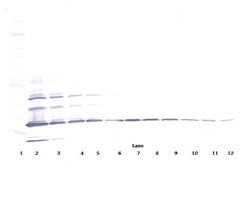 Invitrogen Resistin Polyclonal Antibody, Biotin, PeproTech , Invitrogen
