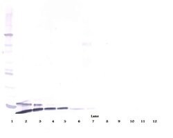 Invitrogen Resistin Polyclonal Antibody, Biotin, PeproTech , Invitrogen