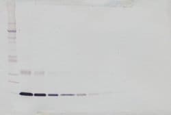 Leptin Polyclonal Antibody, Biotin, PeproTech , Invitrogen:Antibodies:Primary