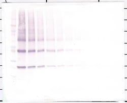 Invitrogen NNT1 Polyclonal Antibody, PeproTech , Invitrogen 50 &mu;g; Unconjugated:Antibodies,