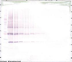 Invitrogen NNT1 Polyclonal Antibody, PeproTech , Invitrogen 50 &mu;g; Unconjugated:Antibodies,
