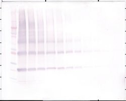 NNT1 Polyclonal Antibody, Biotin, PeproTech , Invitrogen:Antibodies:Primary