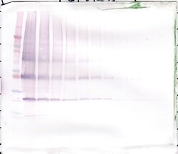 NNT1 Polyclonal Antibody, Biotin, PeproTech , Invitrogen:Antibodies:Primary
