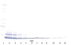 Invitrogen CCL3L1 Polyclonal Antibody, PeproTech , Invitrogen 100 &mu;g;