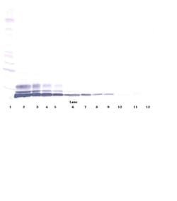 Invitrogen CCL3L1 Polyclonal Antibody, PeproTech , Invitrogen 100 &mu;g;