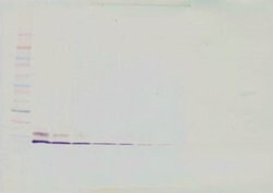 Invitrogen CCL3L1 Polyclonal Antibody, Biotin, PeproTech , Invitrogen 500