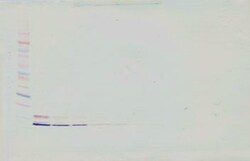Invitrogen CCL3L1 Polyclonal Antibody, Biotin, PeproTech , Invitrogen 500