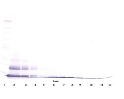 PROK1 Polyclonal Antibody, PeproTech , Invitrogen:Antibodies:Primary Antibodies