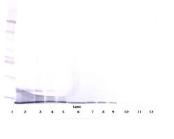 PROK1 Polyclonal Antibody, PeproTech , Invitrogen:Antibodies:Primary Antibodies