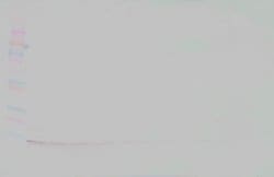 PROK1 Polyclonal Antibody, Biotin, PeproTech , Invitrogen:Antibodies:Primary