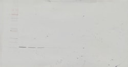 PeproTech IL-19 Polyclonal Antibody, PeproTech , Invitrogen 1 mg; Unconjugated:Antibodies,