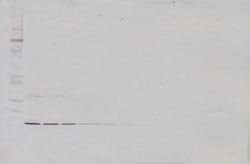 Invitrogen IL-19 Polyclonal Antibody, Biotin, PeproTech , Invitrogen 500