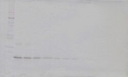 Invitrogen IL-19 Polyclonal Antibody, Biotin, PeproTech , Invitrogen 500