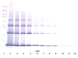 Invitrogen FGF2 Polyclonal Antibody, Biotin, PeproTech , Invitrogen 500