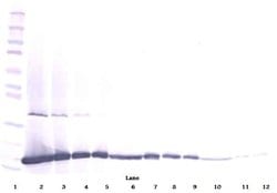 Invitrogen FGF2 Polyclonal Antibody, Biotin, PeproTech , Invitrogen 500