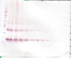 KGF Polyclonal Antibody, PeproTech , Invitrogen:Antibodies:Primary Antibodies