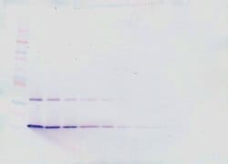 PeproTech IL-21 Polyclonal Antibody, PeproTech , Invitrogen 100 &mu;g;