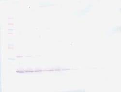 IL-21 Polyclonal Antibody, Biotin, PeproTech , Invitrogen:Antibodies:Primary