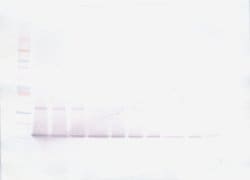 IL-21 Polyclonal Antibody, Biotin, PeproTech , Invitrogen:Antibodies:Primary