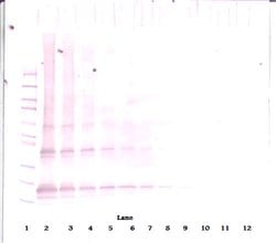 Invitrogen Adipolean (gAcrp30) Polyclonal Antibody, PeproTech , Invitrogen