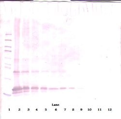 Invitrogen Adipolean (gAcrp30) Polyclonal Antibody, PeproTech , Invitrogen