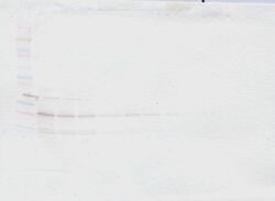BMP-2 Polyclonal Antibody, PeproTech , Invitrogen:Antibodies:Primary Antibodies