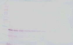 PeproTech BMP-2 Polyclonal Antibody, Biotin, PeproTech , Invitrogen 500