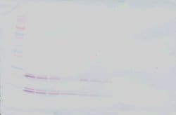 PeproTech BMP-2 Polyclonal Antibody, Biotin, PeproTech , Invitrogen 500