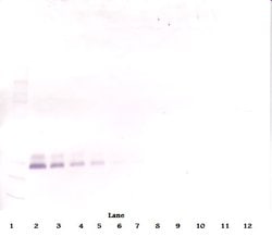 PeproTech BMP-7 Polyclonal Antibody, PeproTech , Invitrogen:Antibodies:Primary