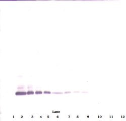 PeproTech BMP-7 Polyclonal Antibody, PeproTech , Invitrogen:Antibodies:Primary