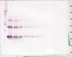 Invitrogen KGF Polyclonal Antibody, Biotin, PeproTech , Invitrogen 500