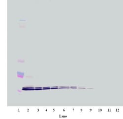 CXCL16 Polyclonal Antibody, Biotin, PeproTech , Invitrogen:Antibodies:Primary