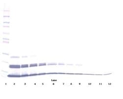 CXCL16 Polyclonal Antibody, Biotin, PeproTech , Invitrogen:Antibodies:Primary