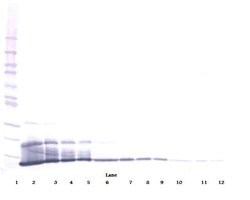 CXCL16 Polyclonal Antibody, Biotin, PeproTech , Invitrogen:Antibodies:Primary