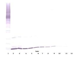 SCF Polyclonal Antibody, Biotin, PeproTech , Invitrogen:Antibodies:Primary
