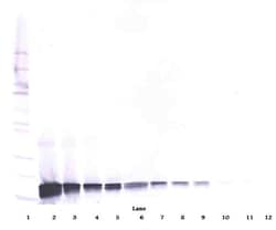 SCF Polyclonal Antibody, Biotin, PeproTech , Invitrogen:Antibodies:Primary