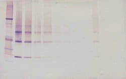 Adipolean variant Polyclonal Antibody, Biotin, PeproTech , Invitrogen:Antibodies:Primary