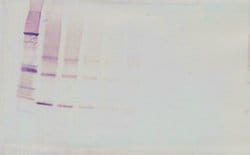 Adipolean variant Polyclonal Antibody, Biotin, PeproTech , Invitrogen:Antibodies:Primary