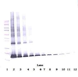 PeproTech IL1RA Polyclonal Antibody, PeproTech , Invitrogen 100 &mu;g;