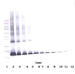 Invitrogen IL1RA Polyclonal Antibody, Biotin, PeproTech , Invitrogen 500