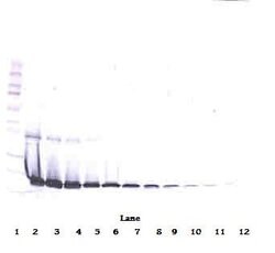 Invitrogen IL1RA Polyclonal Antibody, Biotin, PeproTech , Invitrogen 500