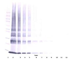 Invitrogen Galectin 1 Polyclonal Antibody, Biotin, PeproTech , Invitrogen